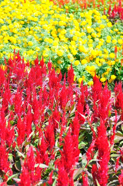 Colorido de muchas flores pequeñas, parecen estrellas —  Fotos de Stock