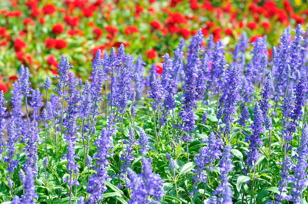 Colorido de muchas flores pequeñas, parecen estrellas —  Fotos de Stock