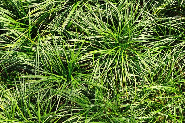 Textura de grama verde para fundo — Fotografia de Stock