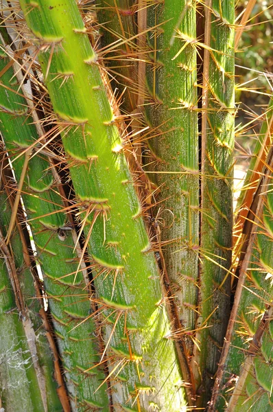 Zalacca Pflanze tropische Früchte — Stockfoto