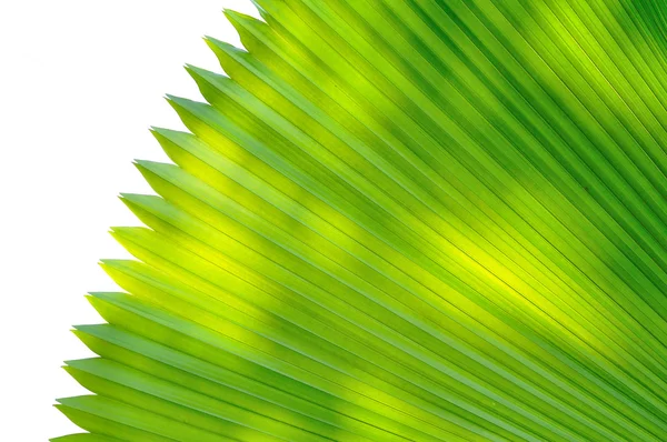 Green palm tree leaf as a background — Stock Photo, Image