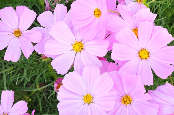 Pink of many small flower, look like stars — Stock Photo, Image