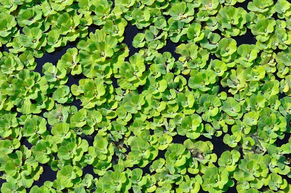 Pistia rozetkowa Osoka — Zdjęcie stockowe