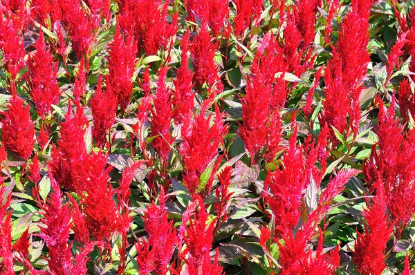Czerwony kwiat w pole trawa tło — Zdjęcie stockowe