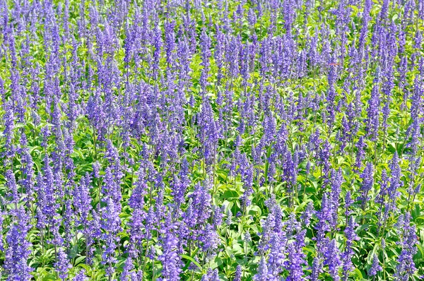 Flor violeta en campo de hierba para el fondo —  Fotos de Stock