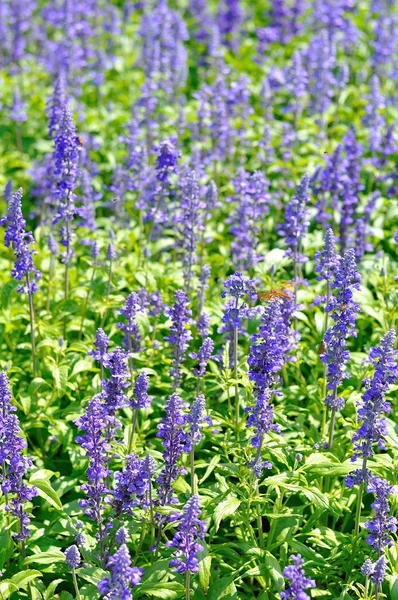Flor violeta en campo de hierba para el fondo —  Fotos de Stock