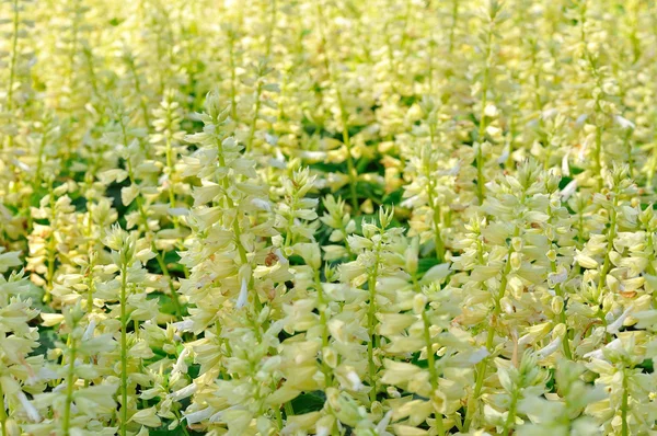 Белый цветок на травяном поле для фона — стоковое фото
