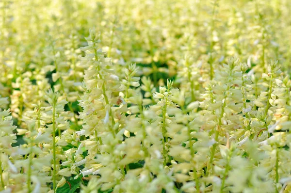 Hvid blomst i græsmark til baggrund - Stock-foto
