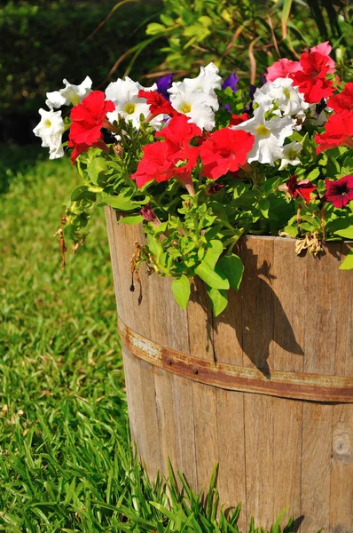 Flower in wooden bucket — Stock Photo, Image