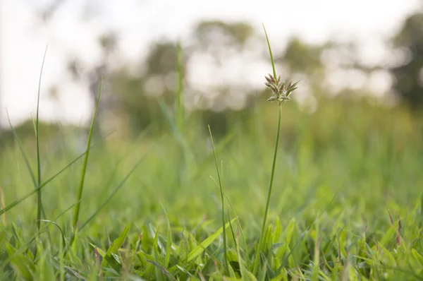 Macro atirou em uma flor de grama em um prado — Fotografia de Stock