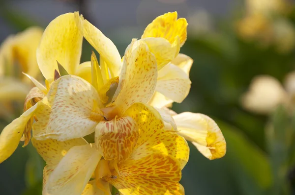 Yellow canna generalis for background — Stock Photo, Image