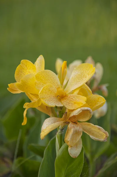 Gul canna generalis til baggrund - Stock-foto