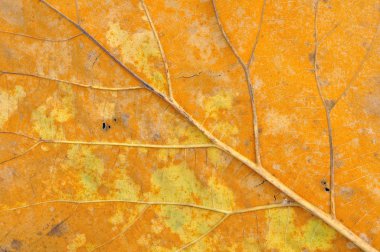 bir sonbahar yaprak closeup