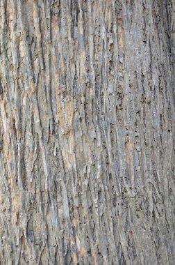 kahverengi ağaç kabuğu dokusu doz