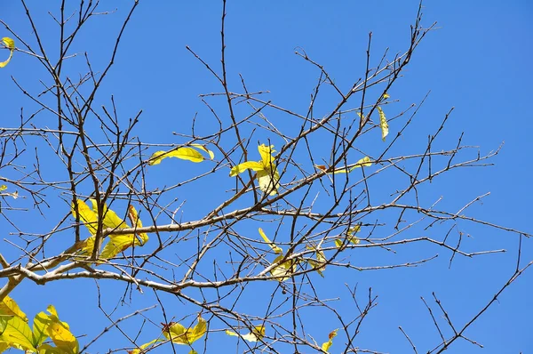 Autumn leaves on blue sky background — Stock Photo, Image