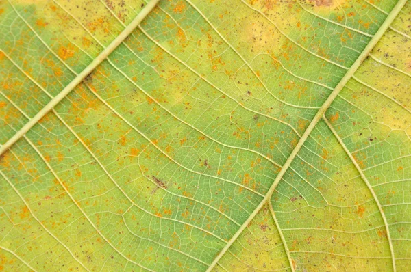 Closeup of an autumn leaf — Stock Photo, Image