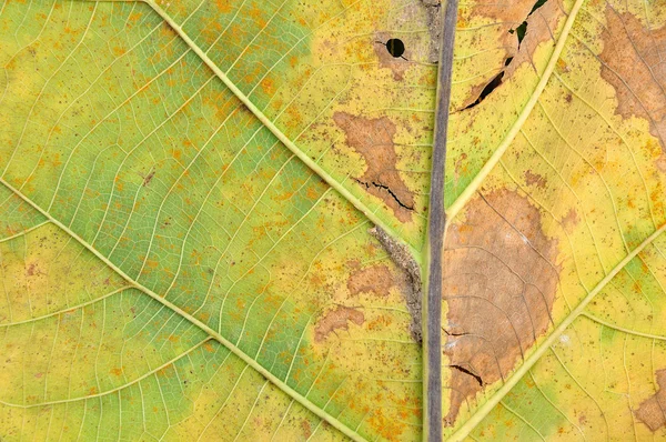 Closeup of an autumn leaf — Stock Photo, Image