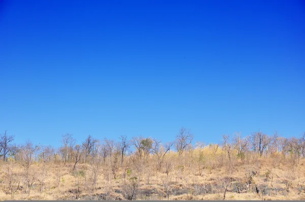 निळा आकाशावर कोरडे झाड — स्टॉक फोटो, इमेज