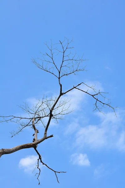 Árvore seca no céu azul — Fotografia de Stock