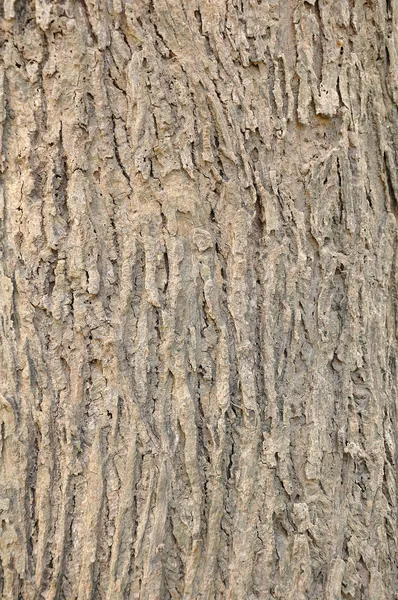 Struttura colpo di corteccia di albero marrone — Foto Stock