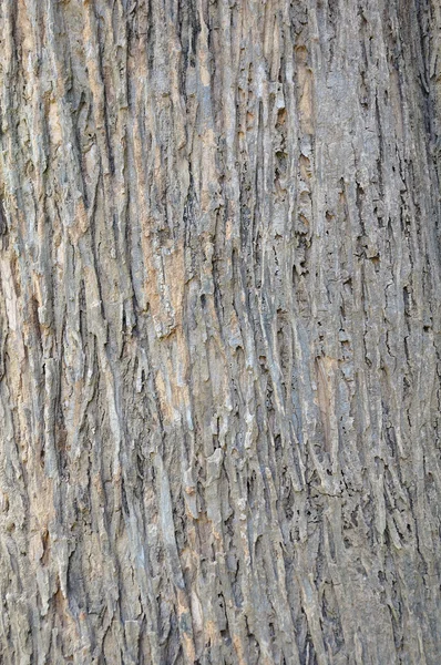 茶色の木の樹皮のテクスチャー ショット — ストック写真