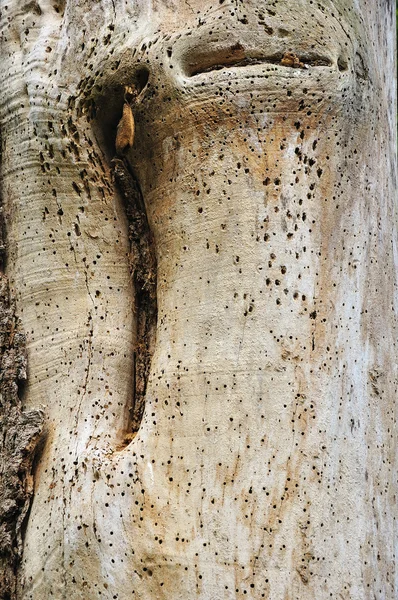 Textur skott av torkade träd — Stockfoto