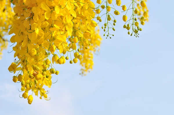 Golden Shower tree — Stock Photo, Image