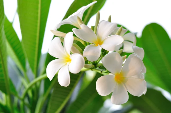 Branch of tropical flowers frangipani (plumeria) — Stock Photo, Image