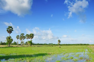 Yeşil çeltik alanları ve gökyüzü