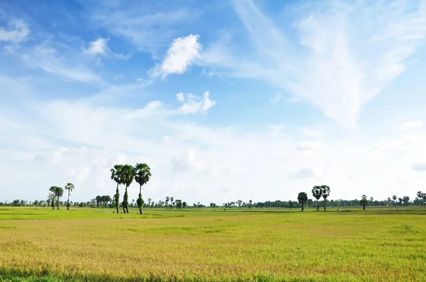 Yeşil çeltik alanları ve gökyüzü