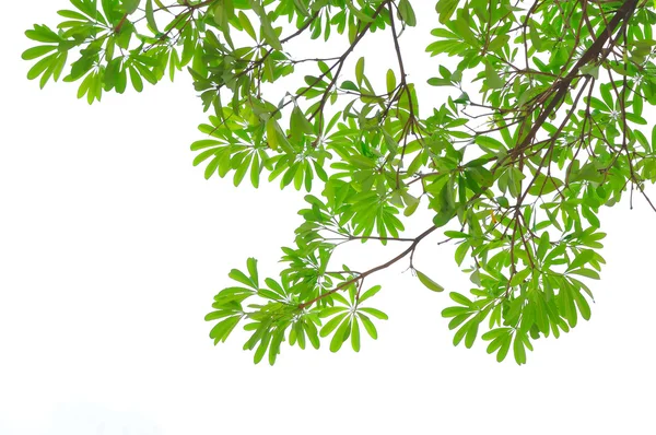 Licença verde no fundo branco — Fotografia de Stock