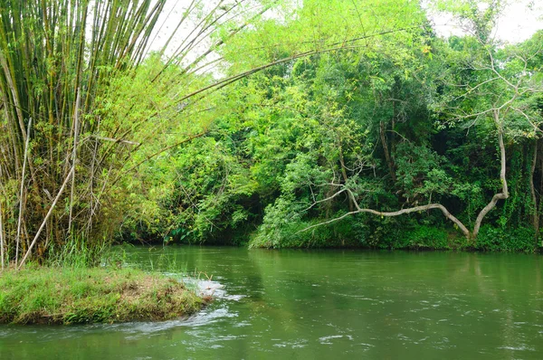 Jungle Scenery — Stock Photo, Image