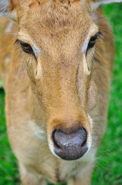 Geyik (kaş-antlered)