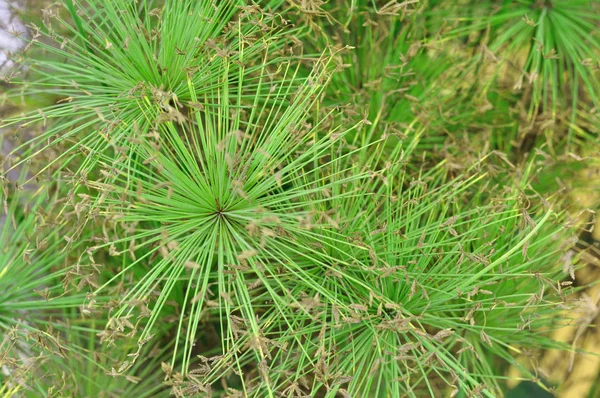 Close-up weergave papyrus groene plant — Stockfoto