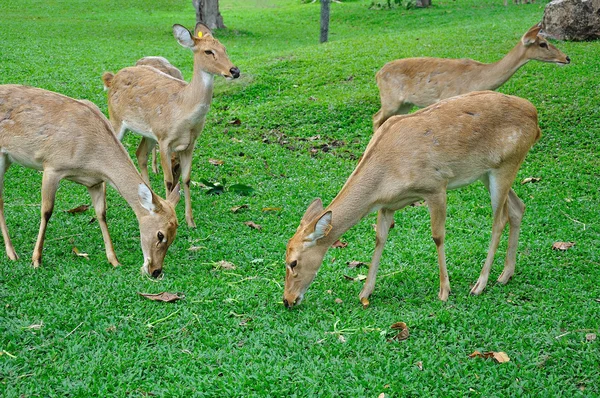 Deer (brow-antlered) — Stock Photo, Image