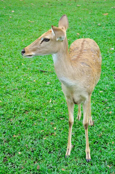 Deer (brow-antlered) — Stock Photo, Image
