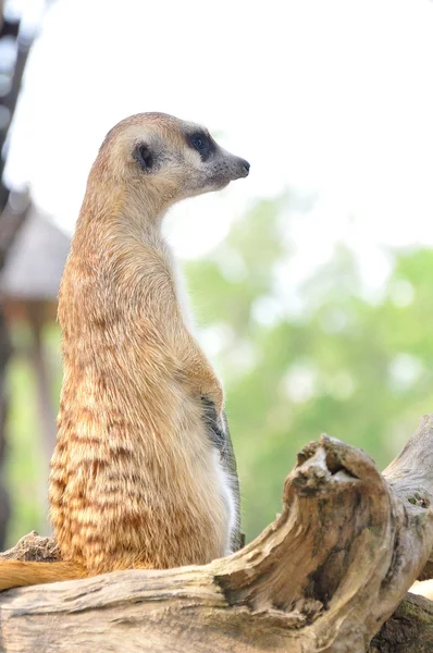 Suricate 或猫鼬站在警报的位置 — 图库照片