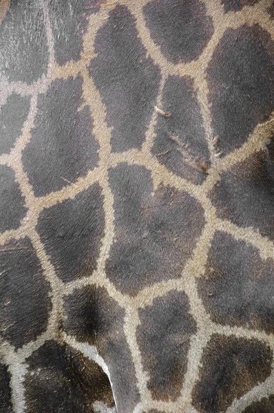 Pelle strutturata di giraffa — Foto Stock