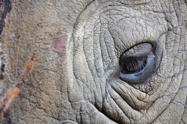 Detail van een oog grote eenhoornige neushoorn — Stockfoto
