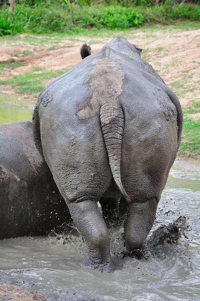 Spitzmaulnashorn — Stockfoto