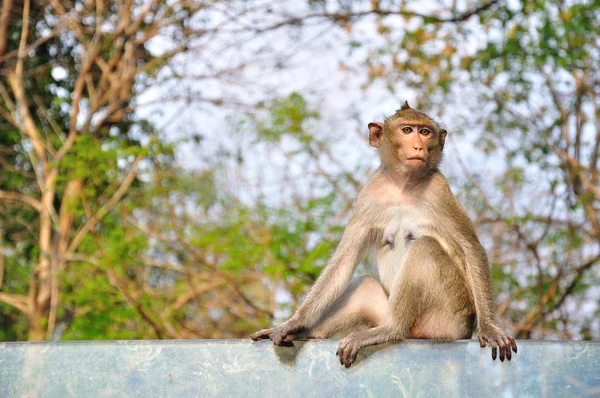 Monkey sitting on glass — Stock Photo, Image