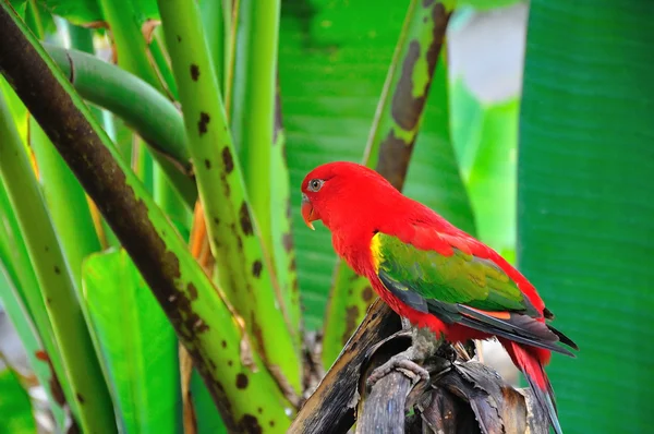 Παπαγάλος κόκκινο πουλί από κοντά — Φωτογραφία Αρχείου