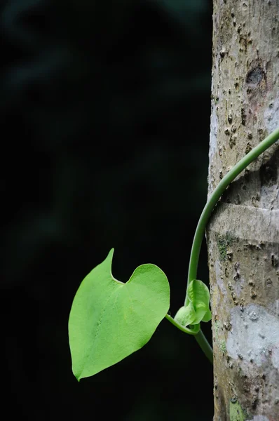 Herzförmiges Blatt — Stockfoto