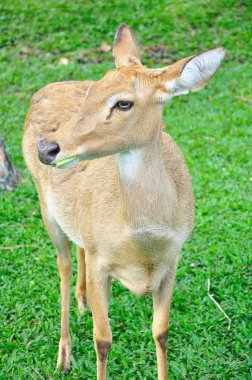 Geyik (kaş-antlered)
