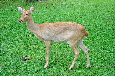 Geyik (kaş-antlered)