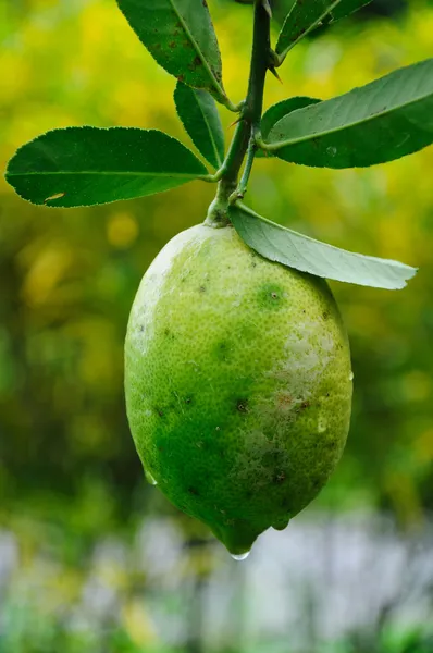 Mature lemons on tree — Stock Photo, Image
