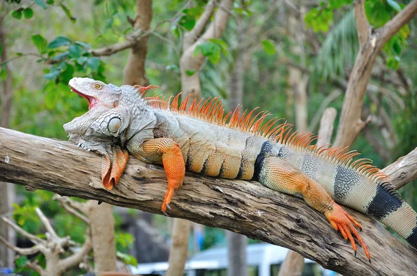 iguana tatlı