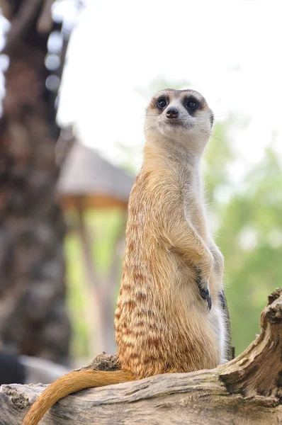 Suricate 或猫鼬站在警报的位置 — 图库照片