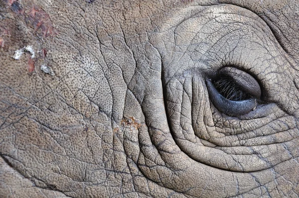 Detalhe de um olho grande rinoceronte de um chifre — Fotografia de Stock