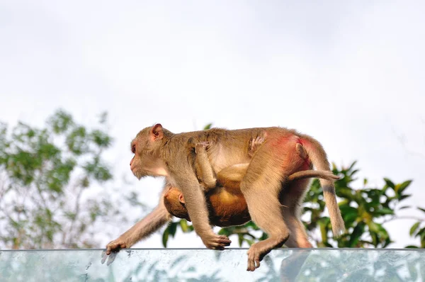 Dvě divoké opice — Stock fotografie